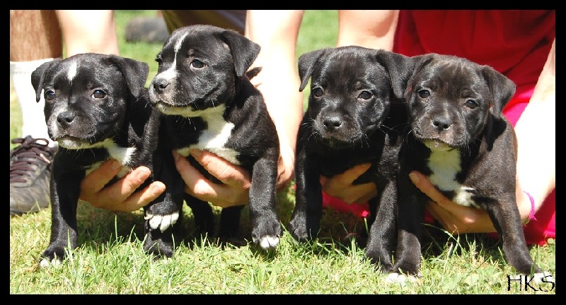 Endlesstaff - Staffordshire Bull Terrier - Portée née le 19/04/2009